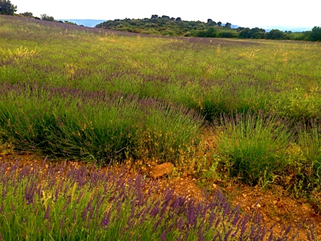 The lavender fields